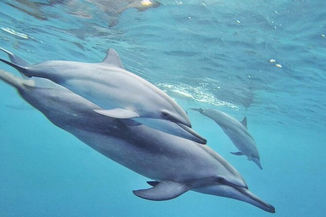 Full day Shared Speedboat Tour - South West Lagoon Dolphin Swim - The return to Flic en Flac and your hotel
