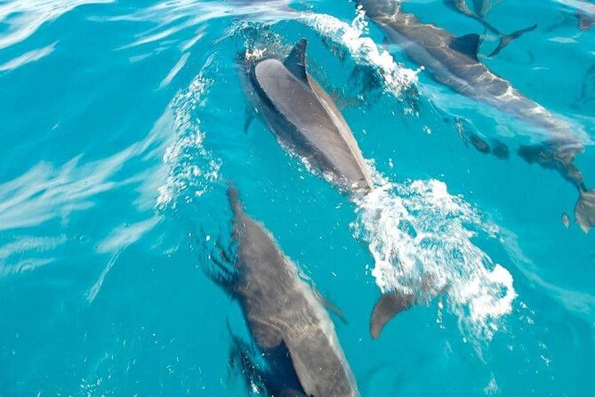 Full day Shared Speedboat Tour - South West Lagoon Dolphin Swim - Meeting the dolphins in the southwest lagoon