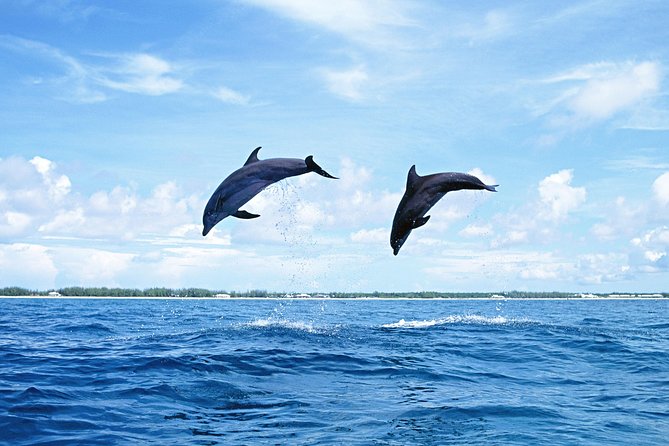 Full-Day Swimming with Dolphins and Casela Nature Park Tour in Mauritius - Clothing, footwear, and useful preparation