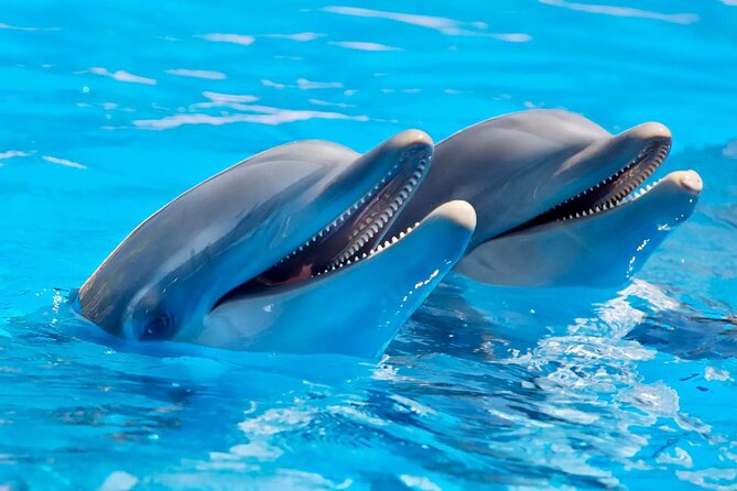 Fully Day Tour: Dolphin Encounters, Crystal Rock at Benitiers Island - A seven-hour day built around the west coast