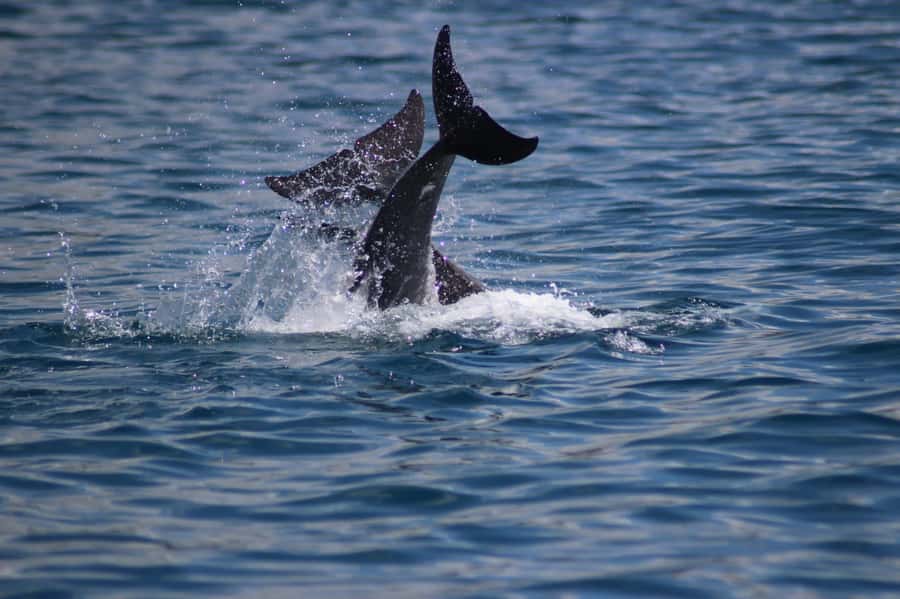 Grande Riviere Noire: Boat Tour and Swimming with Dolphins - Key points at a glance