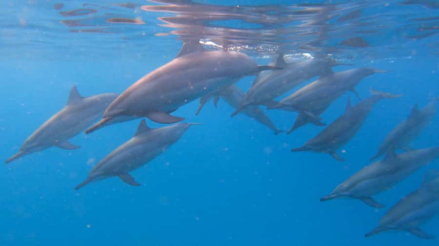 Grande Riviere Noire: Boat Tour and Swimming with Dolphins - Setting out from Grande Riviere Noire