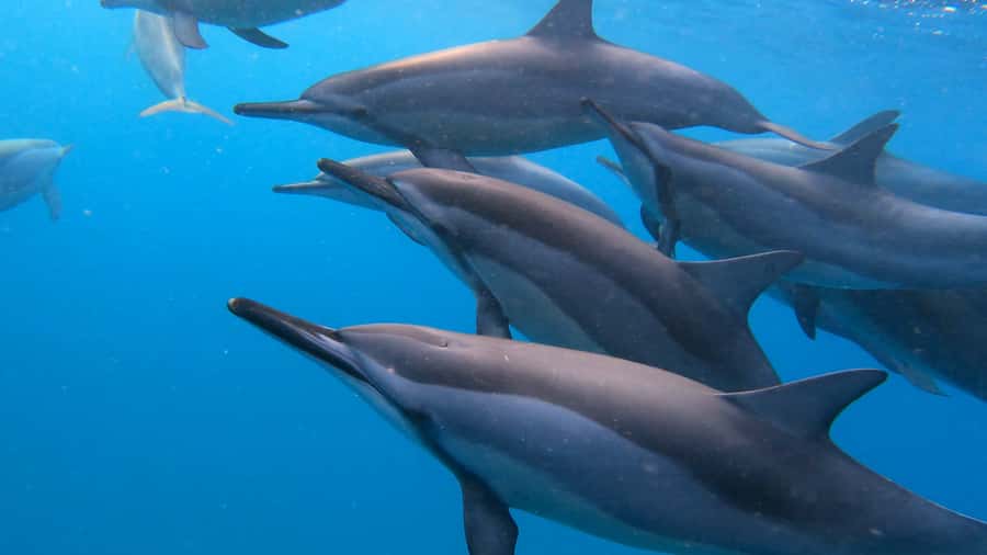 Grande Riviere Noire: Boat Tour and Swimming with Dolphins - Searching for spinner and bottlenose dolphins