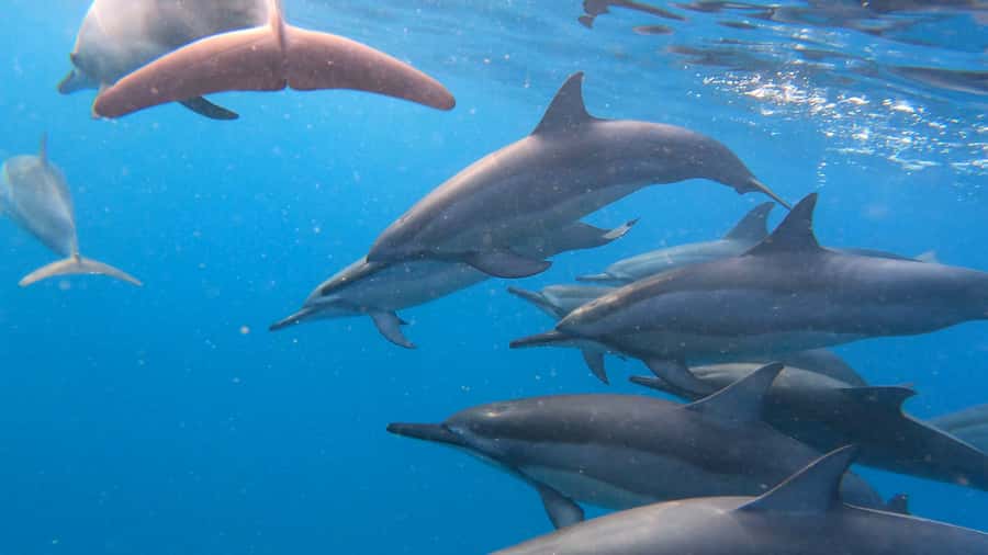 Grande Riviere Noire: Boat Tour and Swimming with Dolphins - A brand-new boat with room for a small group