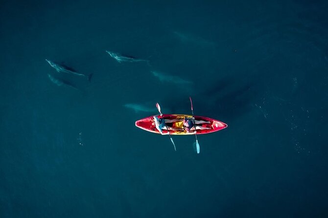 Guided Kayak 2-Hour Activity with Dolphins - Key points to know before booking
