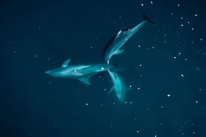 Guided Kayak 2-Hour Activity with Dolphins - Meeting Tamarin Bay before sunrise