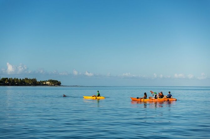 Guided Kayak 2-Hour Activity with Dolphins - Meeting spinner and bottlenose dolphins in the wild