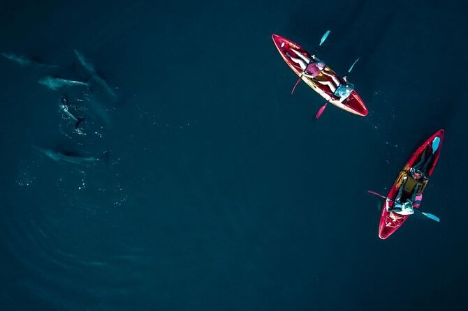 Guided Kayak 2-Hour Activity with Dolphins - What the $58.16 price includes