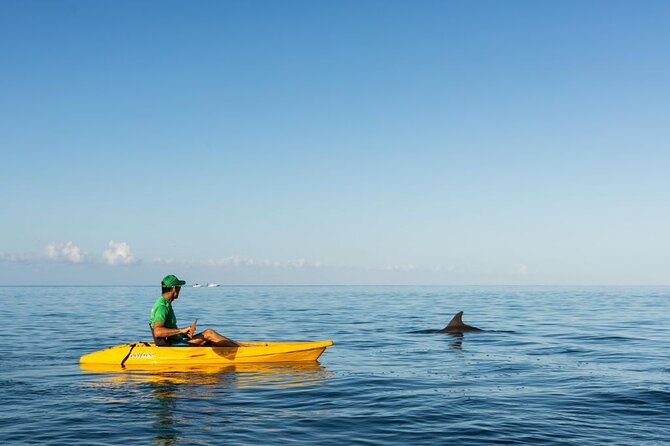 Guided Kayak 2-Hour Activity with Dolphins - Timing, weather, and cancellation flexibility