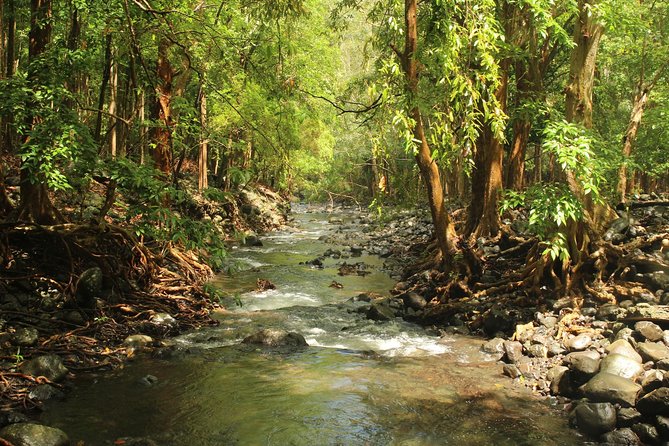 Hiking in the Black River Gorges National Parc - Native Forest - A steep forest route, not a casual walk