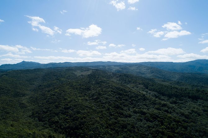 Hiking in the Black River Gorges National Parc - Native Forest - Mare aux Joncs Gorge, the Bats Valley