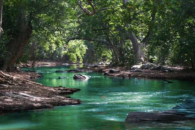 Hiking in the Black River Gorges National Parc - Native Forest - What the guide adds to the walk