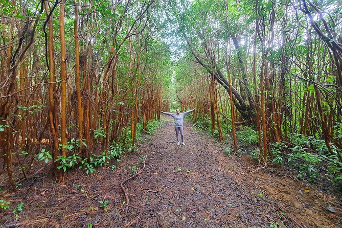 Hiking the Black River Gorges: Full-day with Lunch and Transfer - The first trails through Black River Gorges