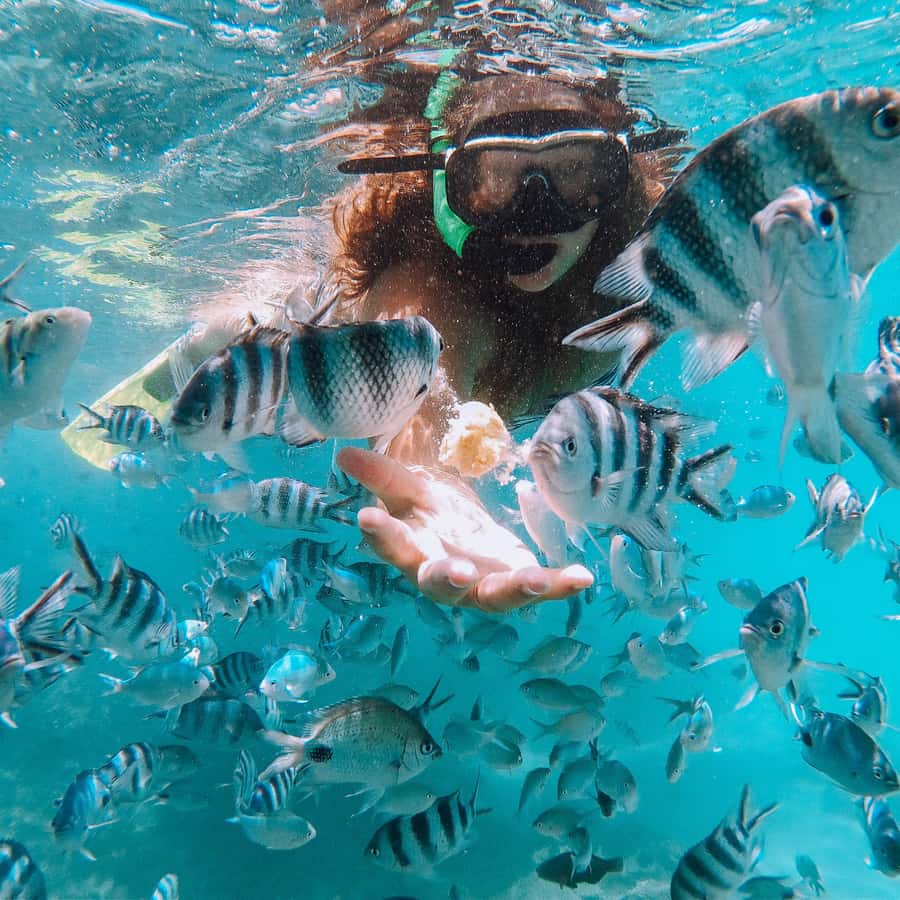 Ile Aux 2 Cocos with lunch and Snorkeling or Glass Bottom - Is $141 good value?