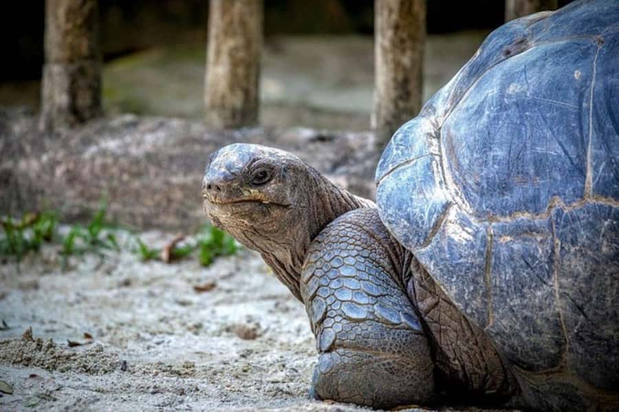 Ile aux Aigrettes Reserve & Blue Bay Glass Bottom Boat - Key points to know before booking