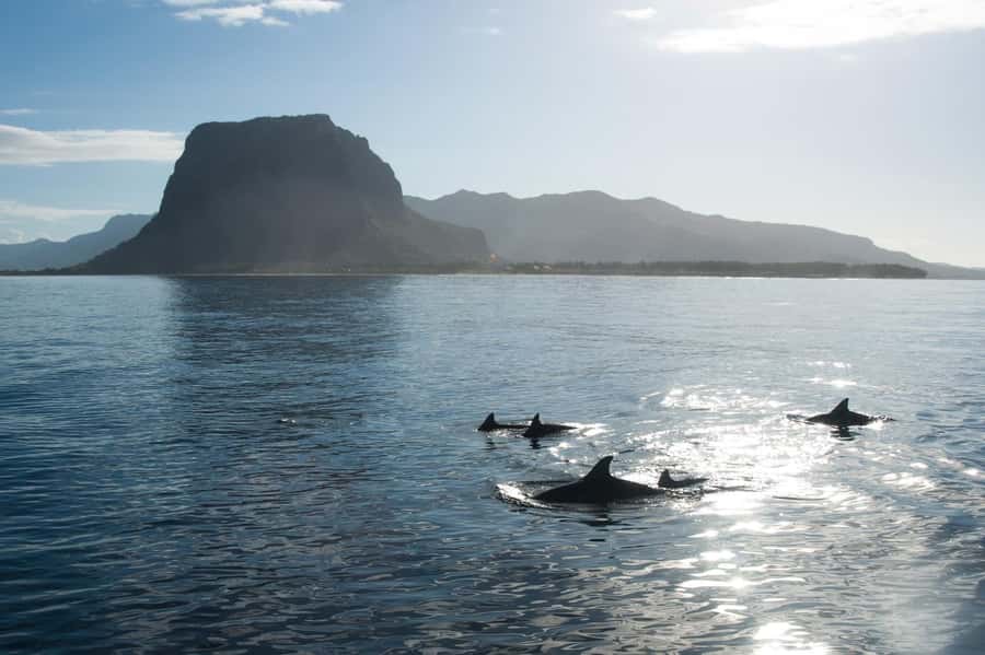 Île aux Bénitiers: Snorkeling w/Dolphins Boat Tour & Lunch - Key points to know before booking
