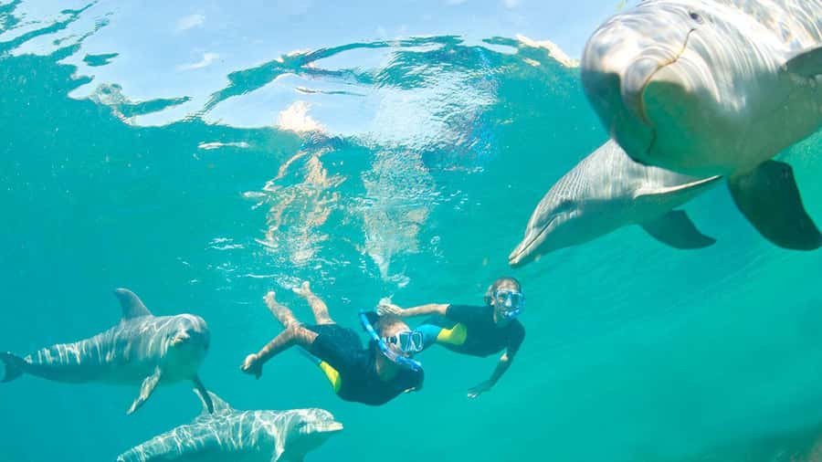 Île aux Bénitiers: Snorkeling w/Dolphins Boat Tour & Lunch - An early start on Mauritius’s west coast
