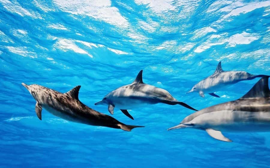Île aux Bénitiers: Snorkeling w/Dolphins Boat Tour & Lunch - Swimming with wild dolphins in the southwest lagoon