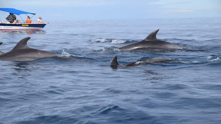 Île aux Bénitiers Snorkeling with Dolphins + Seafood Lunch - From Tamarin Beach to the open sea