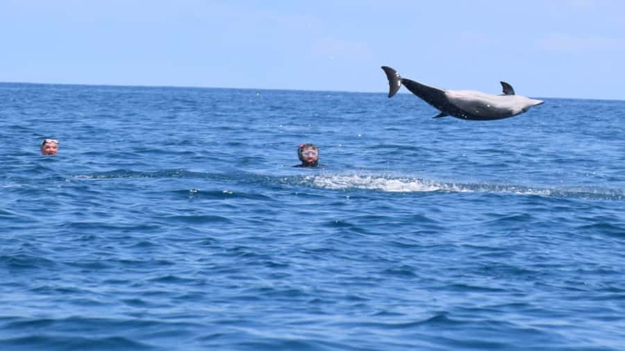 Île aux Bénitiers Snorkeling with Dolphins + Seafood Lunch - What the $80 price really covers