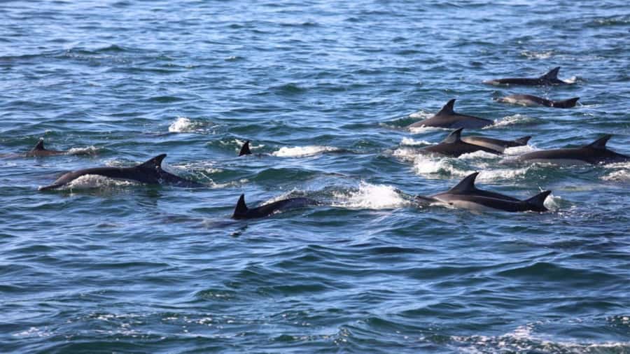 Île aux Bénitiers Snorkeling with Dolphins + Seafood Lunch - Who will enjoy this Mauritius boat trip?