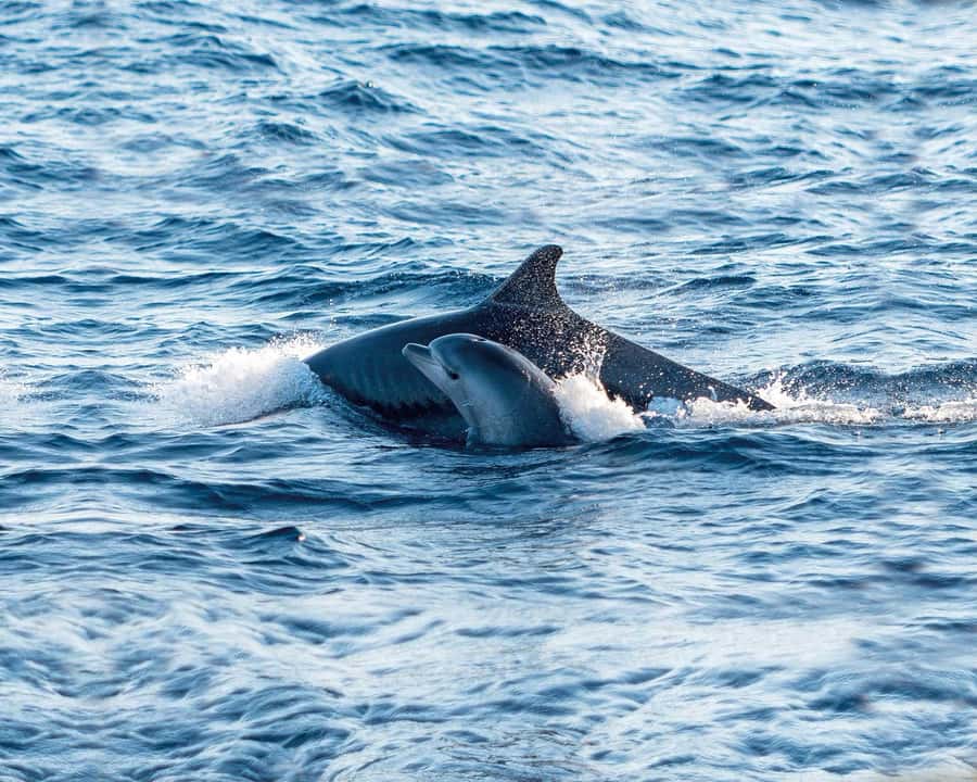 Ile aux Cerfs: The very best day by catamaran. - Grand River South East Waterfall and local wildlife