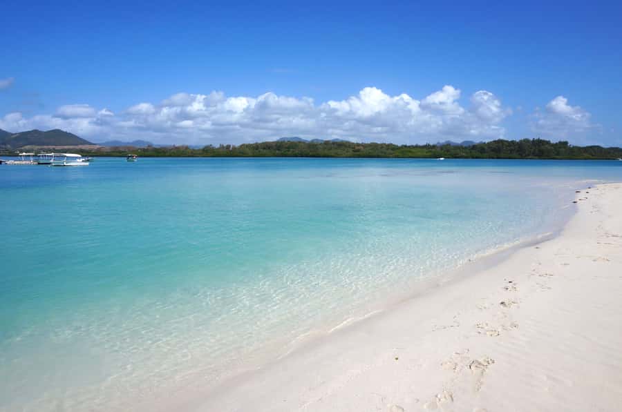 La Preneuse: Dolphin Swimming and Snorkeling Speedboat Trip - Key points at a glance