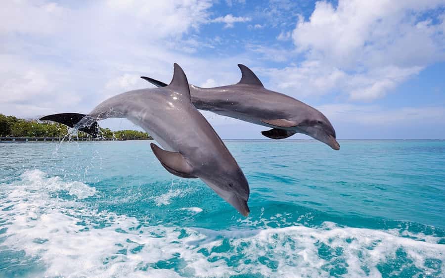 La Preneuse: Dolphin Swimming and Snorkeling Speedboat Trip - Why the 7:30 a.m. start matters