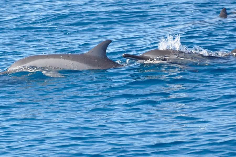 La Preneuse: Dolphin Swimming and Snorkeling Speedboat Trip - Meeting dolphins in open water