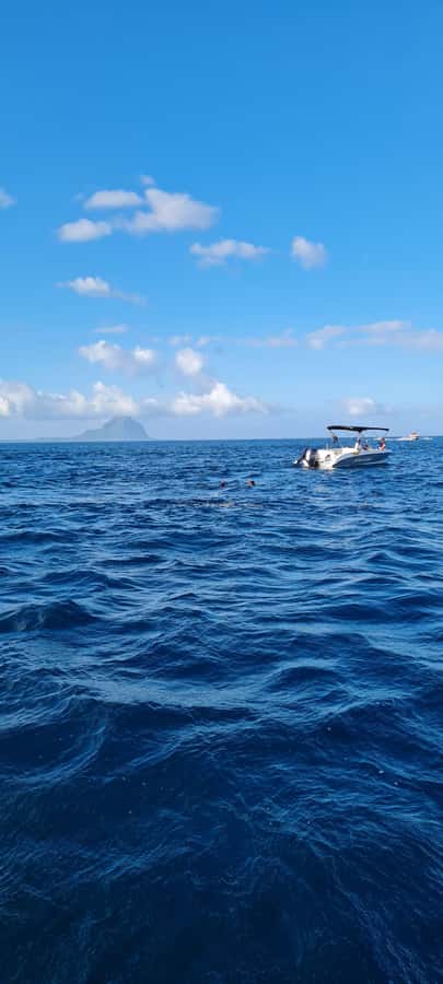 La Preneuse: Dolphin Swimming and Snorkeling Speedboat Trip - Is $47 a fair price?