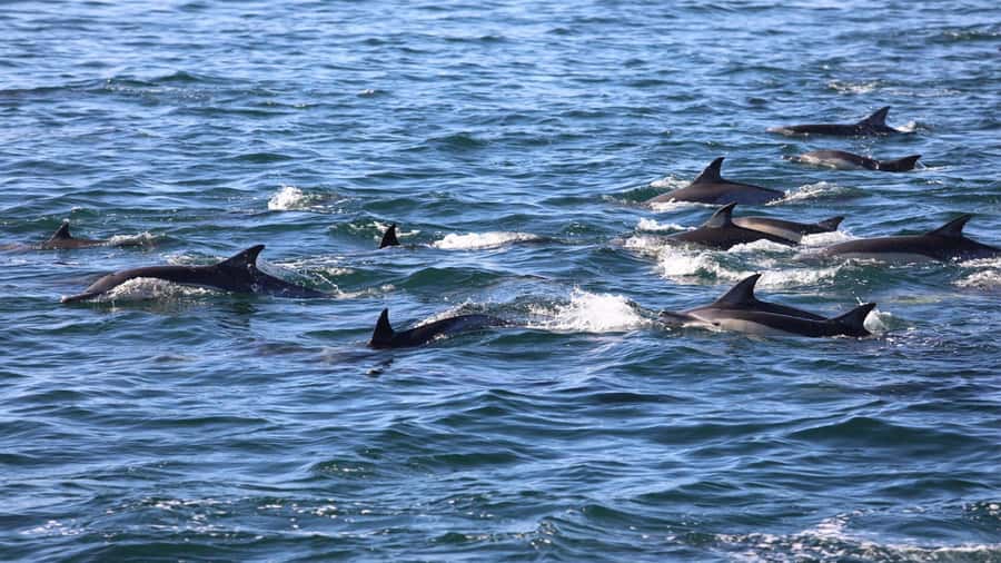 La Preneuse: Dolphin Swimming and Snorkeling Speedboat Trip - Who will enjoy this trip most