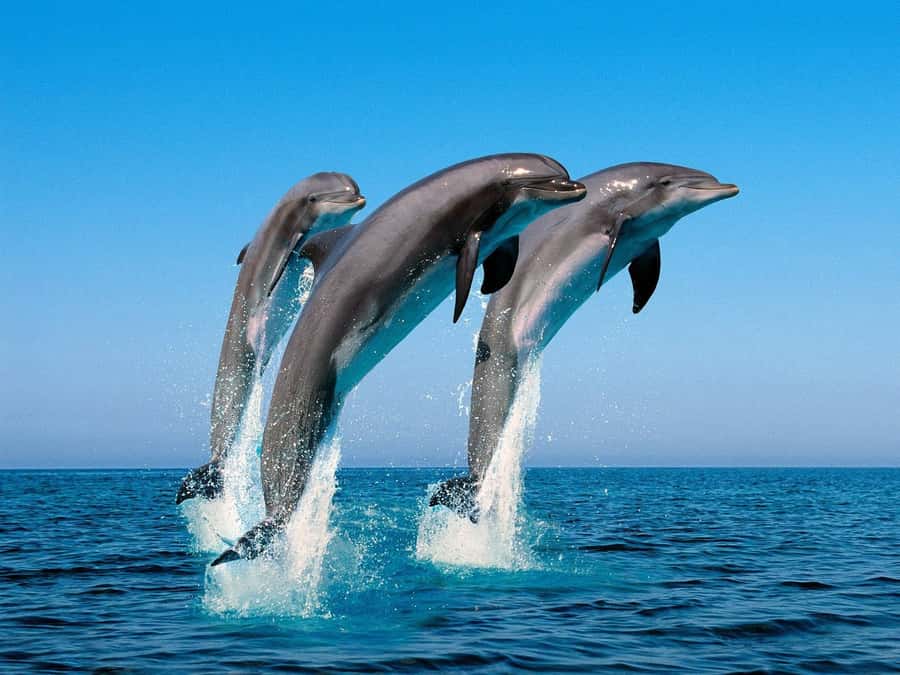 La Preneuse: Dolphin Swimming and Snorkeling Speedboat Trip - Practical tips for a smoother morning