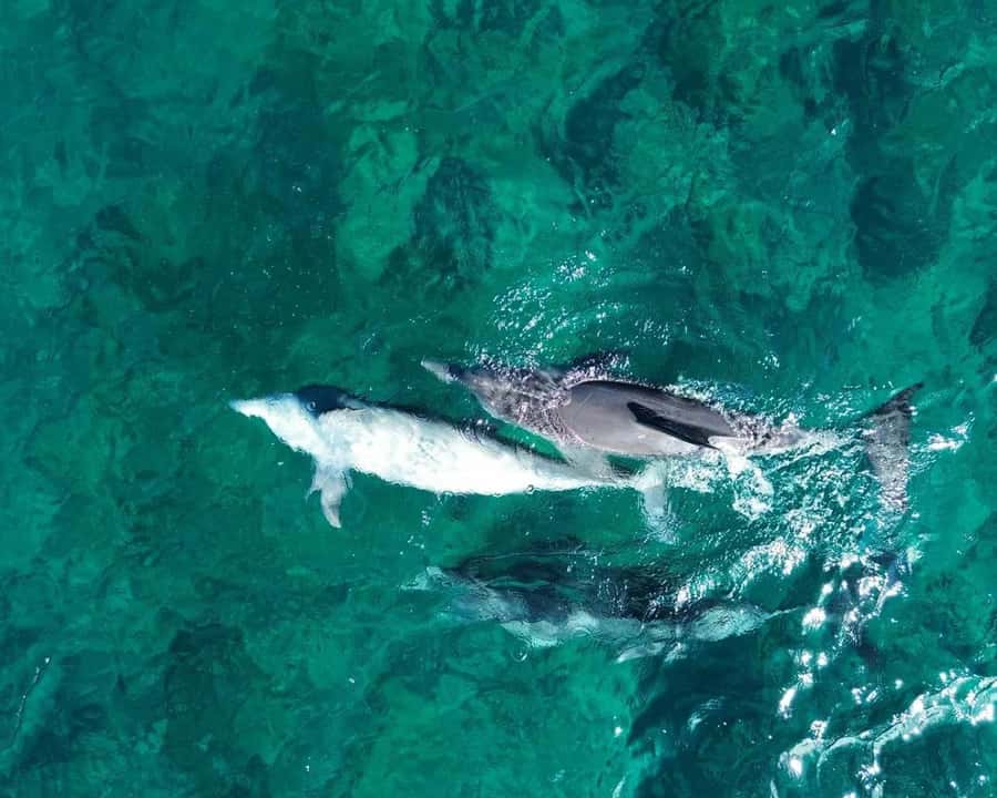 La Preneuse: Dolphin Watching and Snorkeling Speedboat Tour - Key points to know before booking