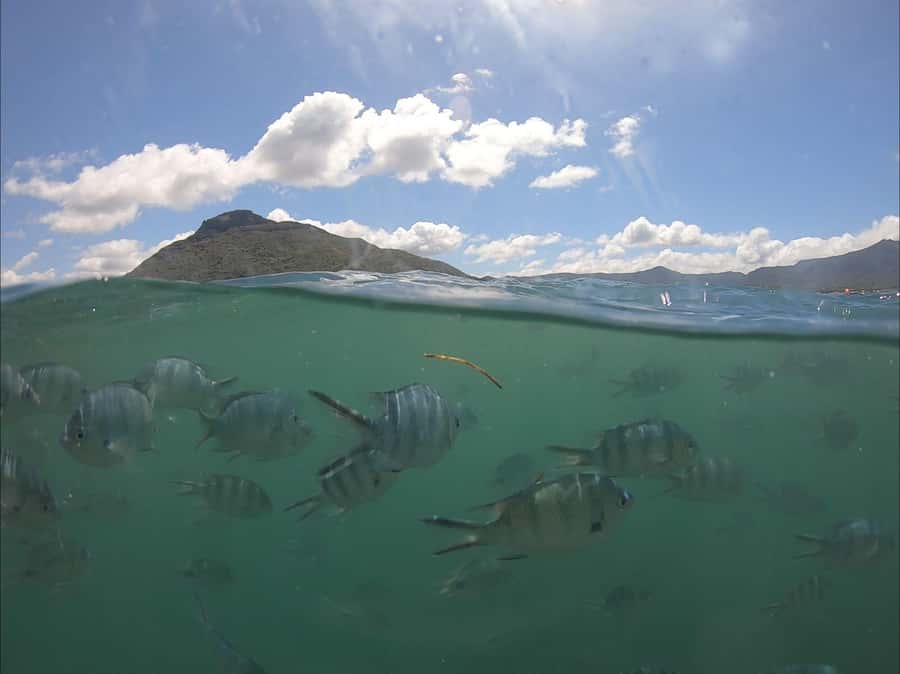 La Preneuse: Dolphin Watching and Snorkeling Speedboat Tour - Starting at La Preneuse and La Tour Martello