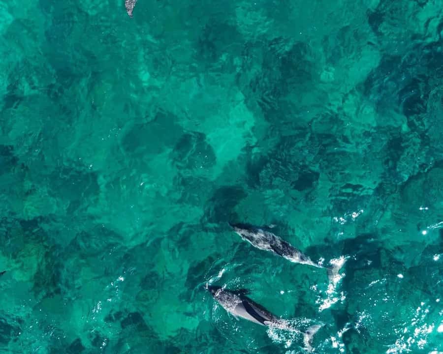 La Preneuse: Dolphin Watching and Snorkeling Speedboat Tour - The 85-minute dolphin stop requires patience and stamina