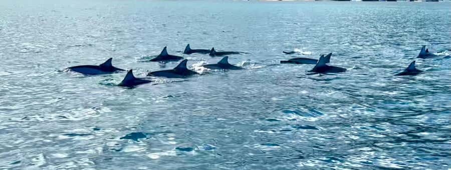 La Preneuse: Dolphin Watching and Snorkeling Speedboat Tour - Who should book this speedboat trip?