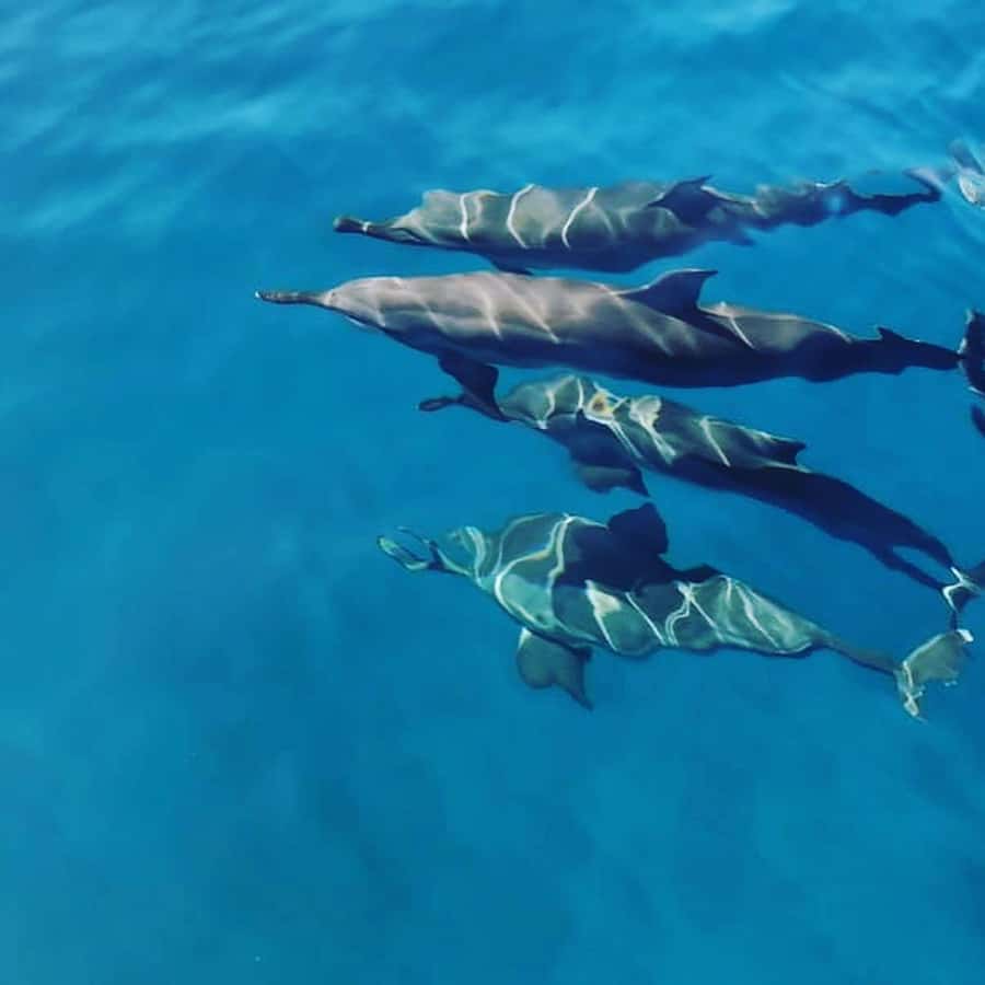 LE MORNE DOLPHINS SUNRISE TRIP - An early start at Le Havanah Boat