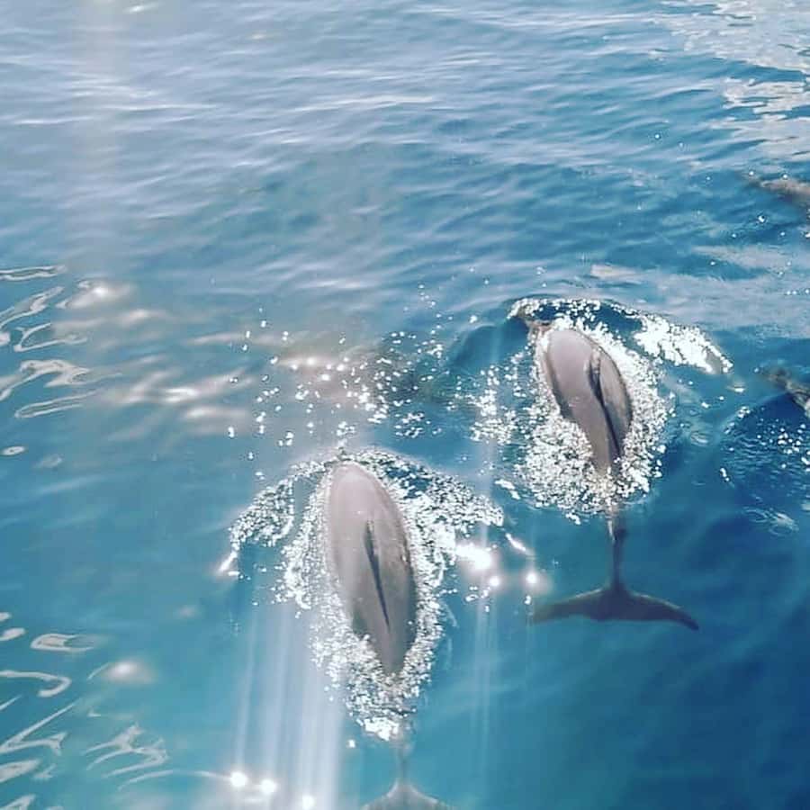 LE MORNE DOLPHINS SUNRISE TRIP - Breakfast near Crystal Rock