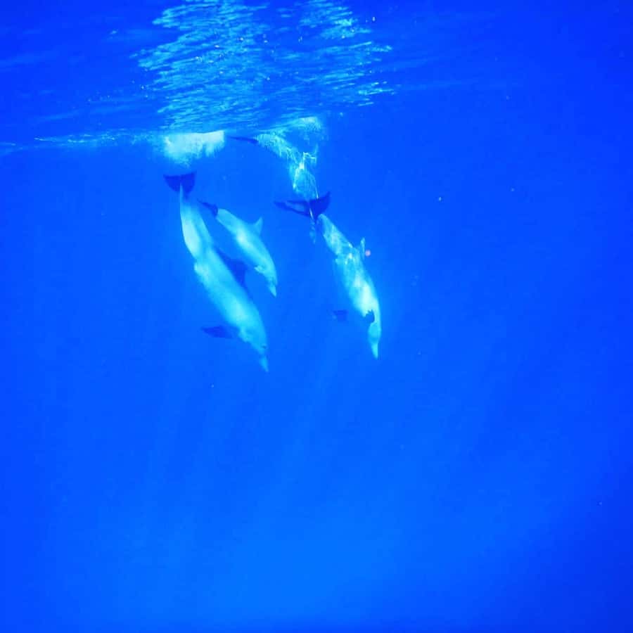 LE MORNE DOLPHINS SUNRISE TRIP - Snorkeling in the Le Morne lagoon