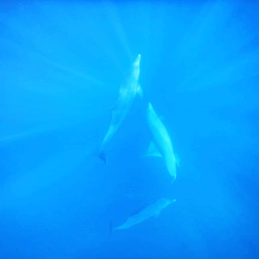 LE MORNE DOLPHINS SUNRISE TRIP - A private trip that works well for families