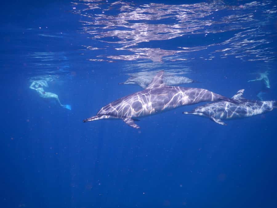 LE MORNE DOLPHINS SUNRISE TRIP - Who should book this experience