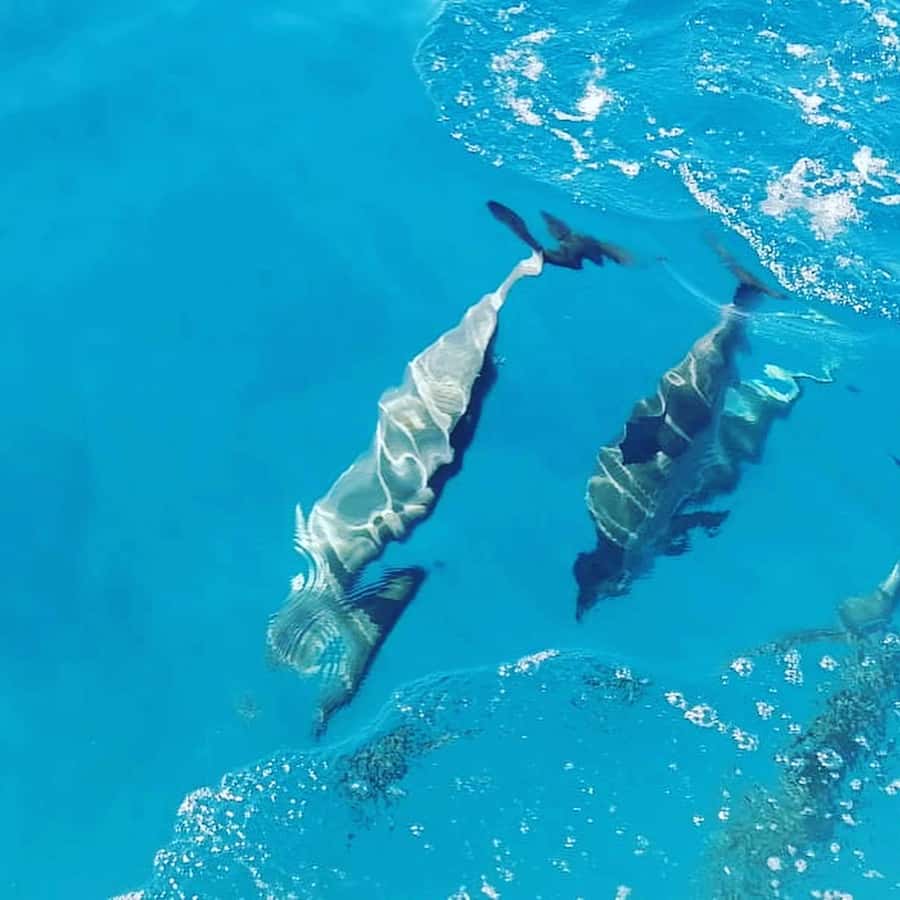 LE MORNE DOLPHINS SUNRISE TRIP - Searching for dolphins in open water