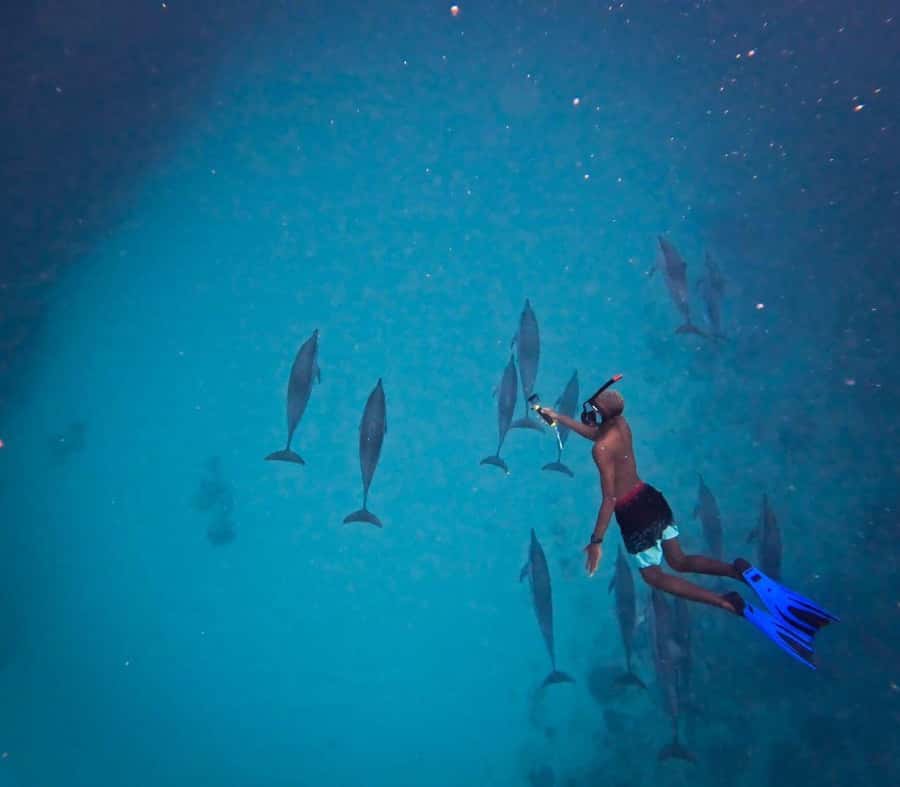 Le Morne: Private Boat Tour Dolphin-Watching & swimming - Key points to know before you book