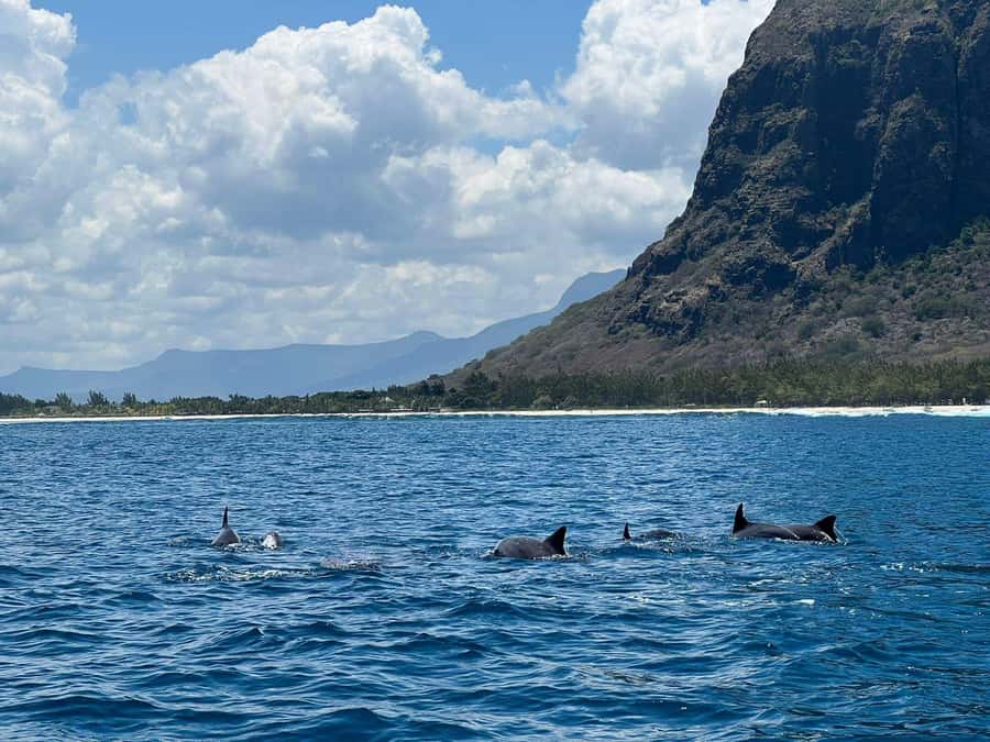 Le Morne: Private Boat Tour Dolphin-Watching & swimming - Watching wild dolphins without chasing them