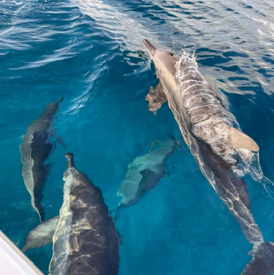 Le Morne: Private Boat Tour Dolphin-Watching & swimming - Swimming with the dolphins