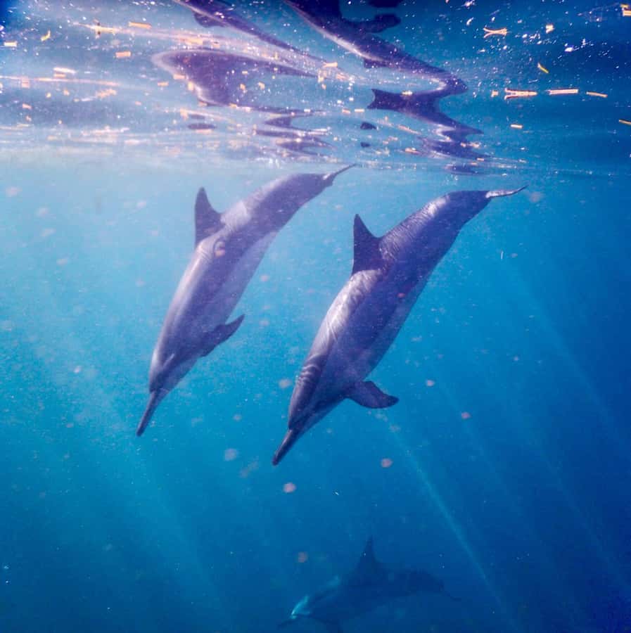 Le Morne: Private Boat Tour Dolphin-Watching & swimming - Snorkeling, fish, and the chance of turtles
