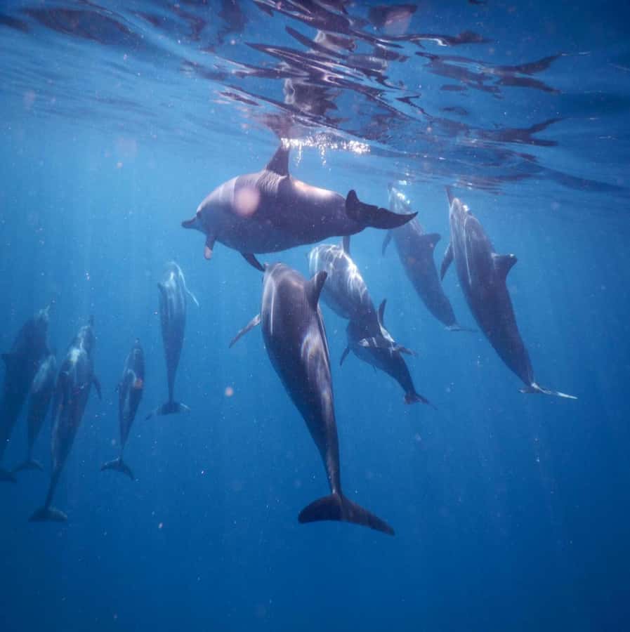 Le Morne: Private Boat Tour Dolphin-Watching & swimming - Who will enjoy this trip most