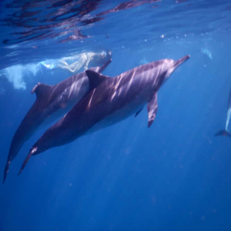 Le Morne: Private Boat Tour Dolphin-Watching & swimming - The first search for dolphins