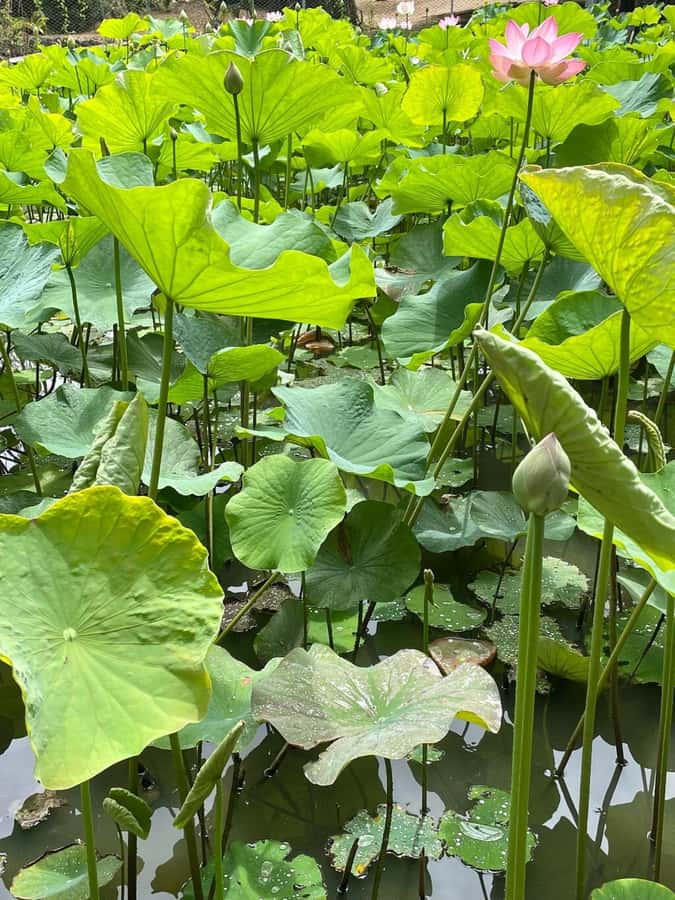local Market,Botanical garden,Rum tasting & authentic Lunch - Pamplemousses Botanical Gardens and the giant water lilies