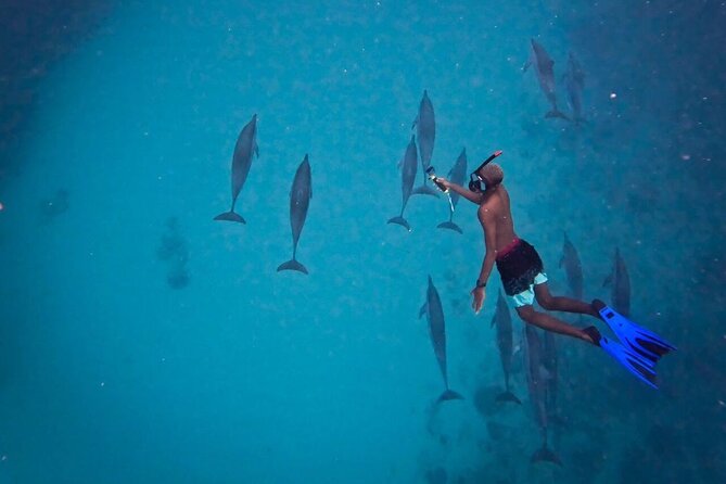Lydia Boat Mauritius :Private boat tour:Whales&Dolphins encounter - What the $225.93 price really covers